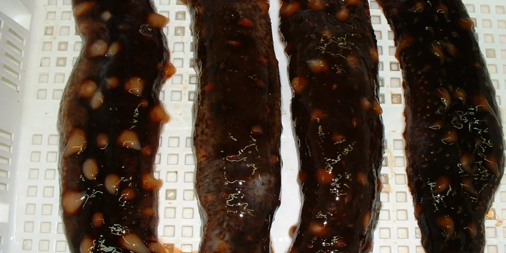 Raw skins-1000x500w
